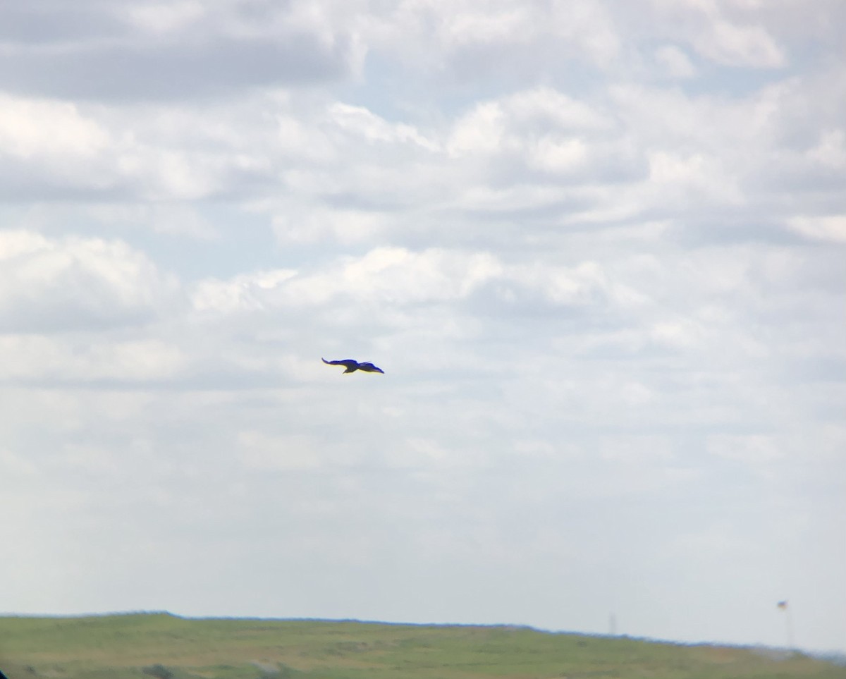 Black Vulture - ML620806373