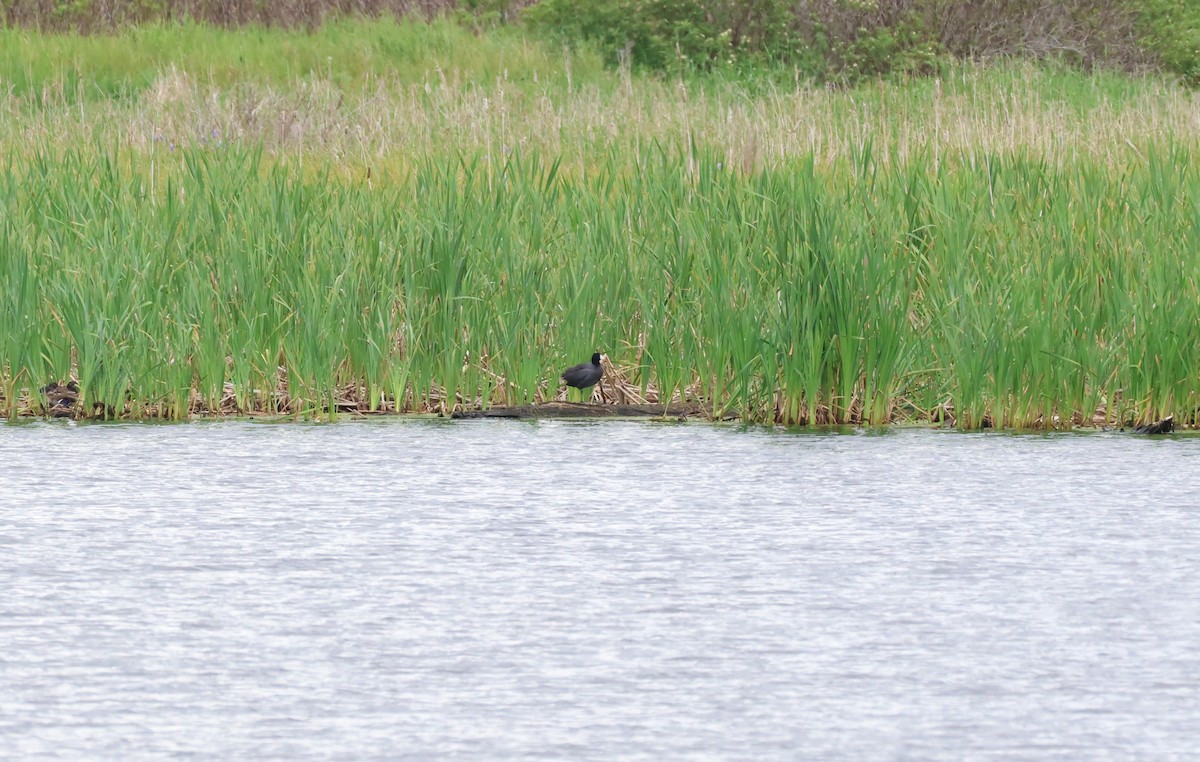 American Coot - ML620806375