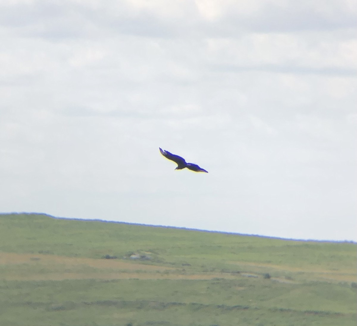Black Vulture - ML620806376