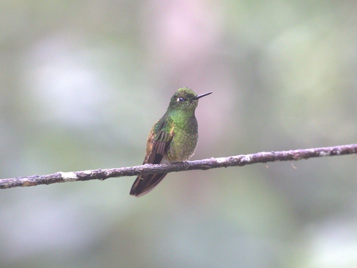 Colibrí Colihabano - ML620806377