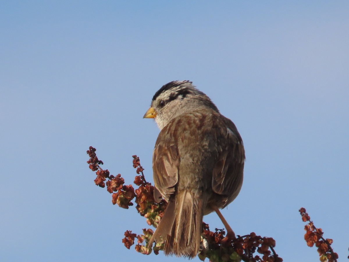 White-crowned Sparrow (nuttalli) - ML620806384