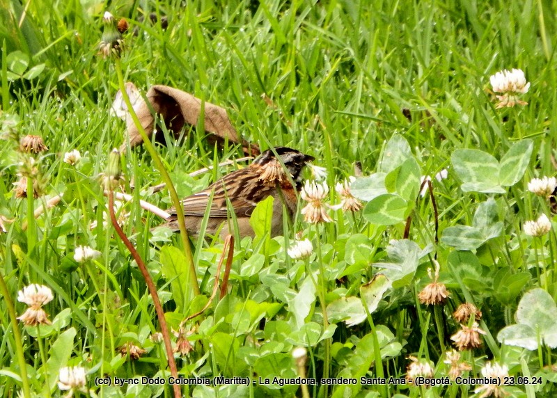 Rufous-collared Sparrow - ML620806388