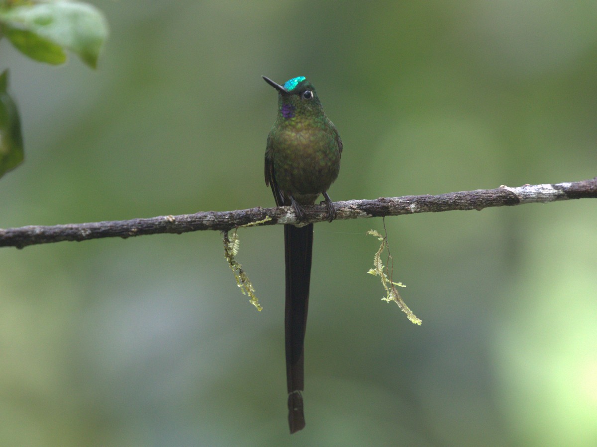 Violet-tailed Sylph - ML620806390