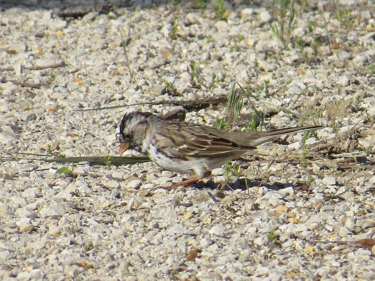 Harris's Sparrow - ML620806395