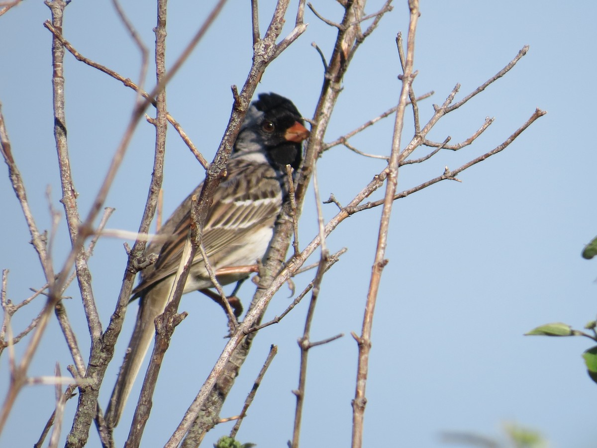 Harris's Sparrow - Tom Rohrer