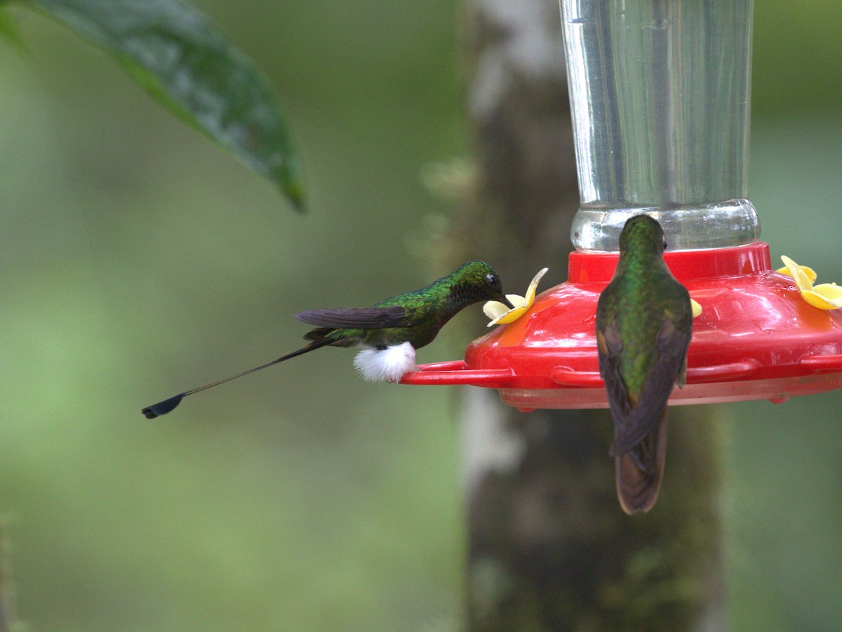 White-booted Racket-tail - ML620806397
