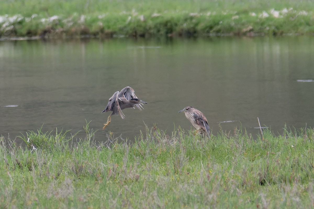 Black-crowned Night Heron - ML620806398