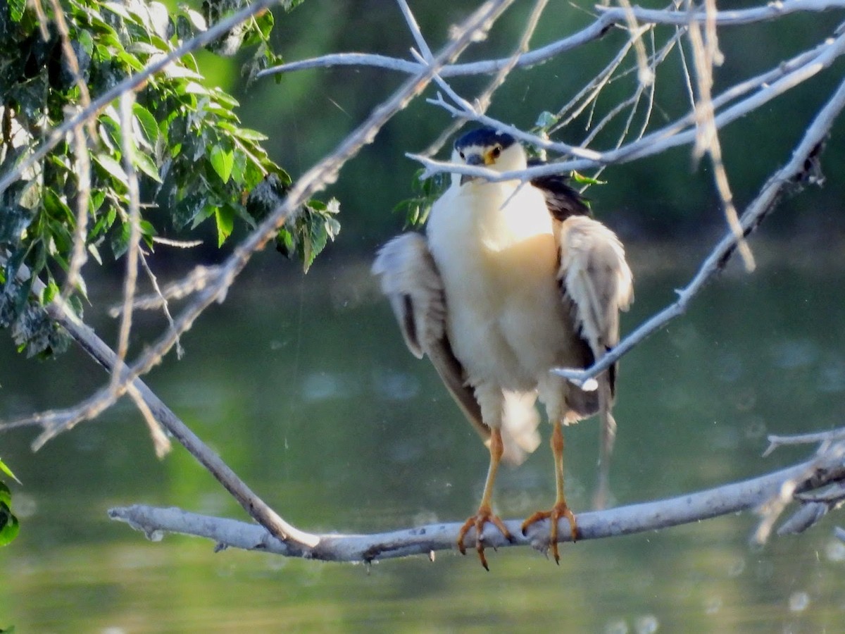 Black-crowned Night Heron - ML620806400