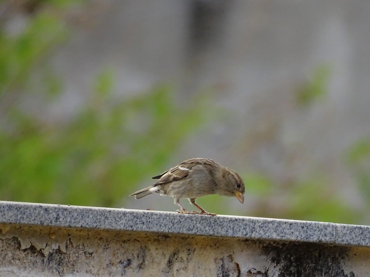 Moineau domestique - ML620806402