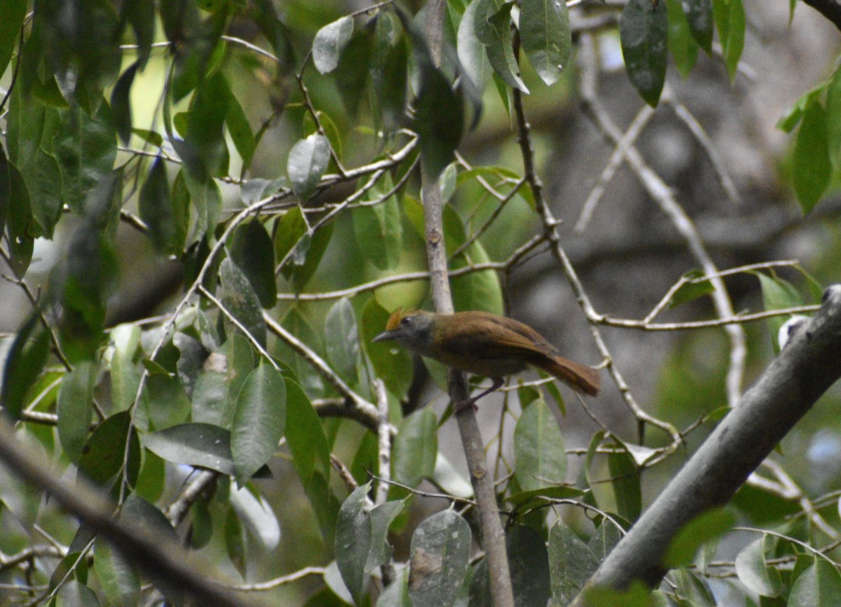 Tawny-crowned Greenlet - ML620806403