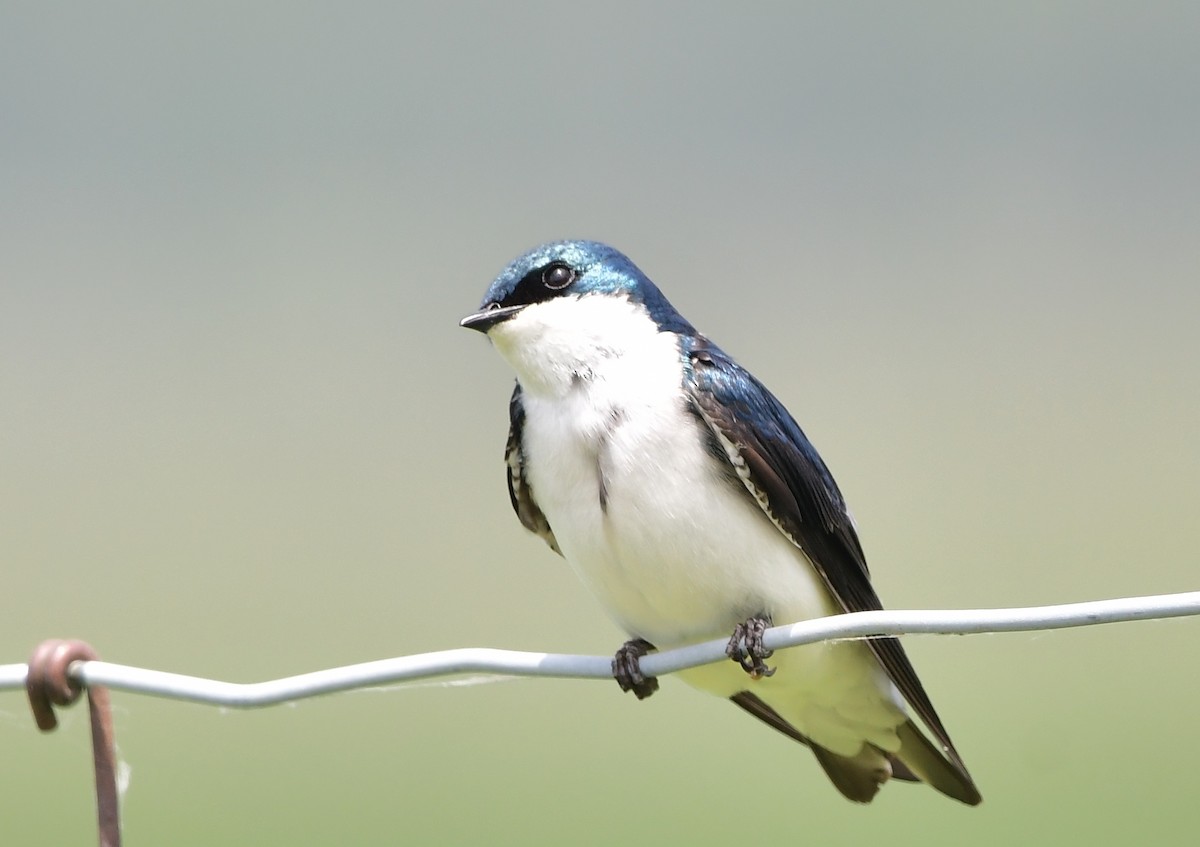 Golondrina Bicolor - ML620806404