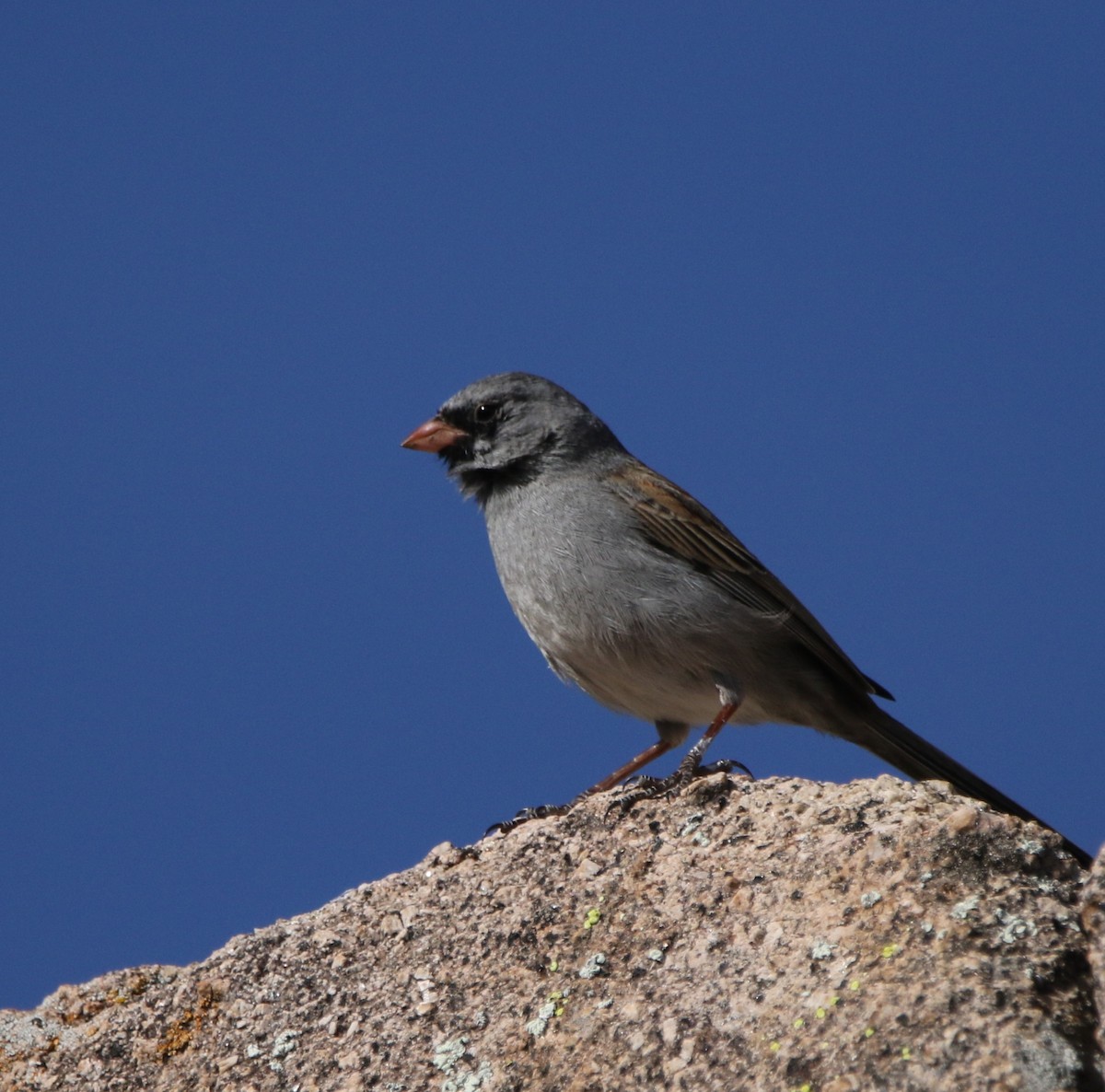 Black-chinned Sparrow - ML620806407