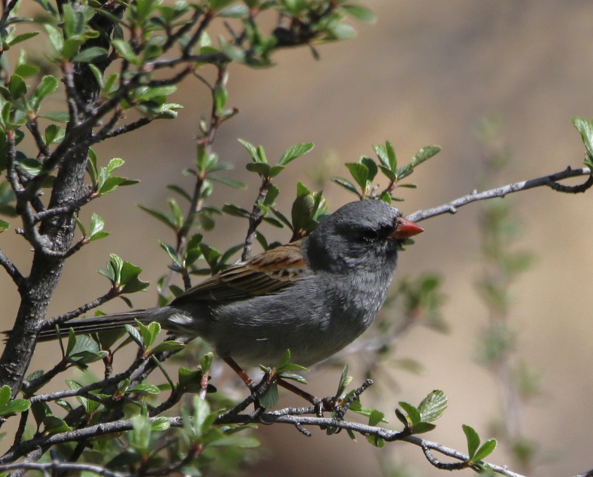 Black-chinned Sparrow - ML620806413