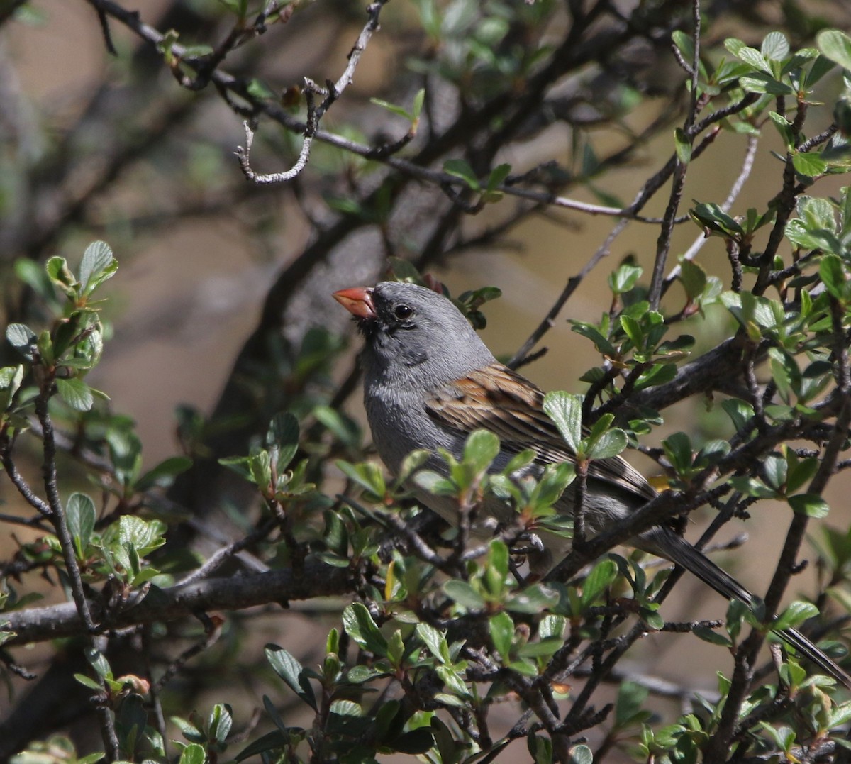 Black-chinned Sparrow - ML620806415
