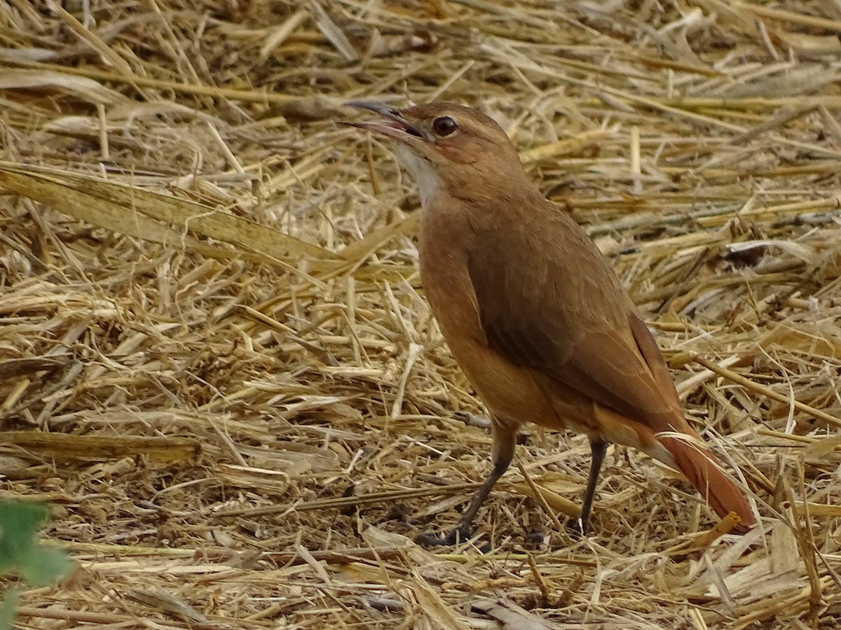 セアカカマドドリ - ML620806418