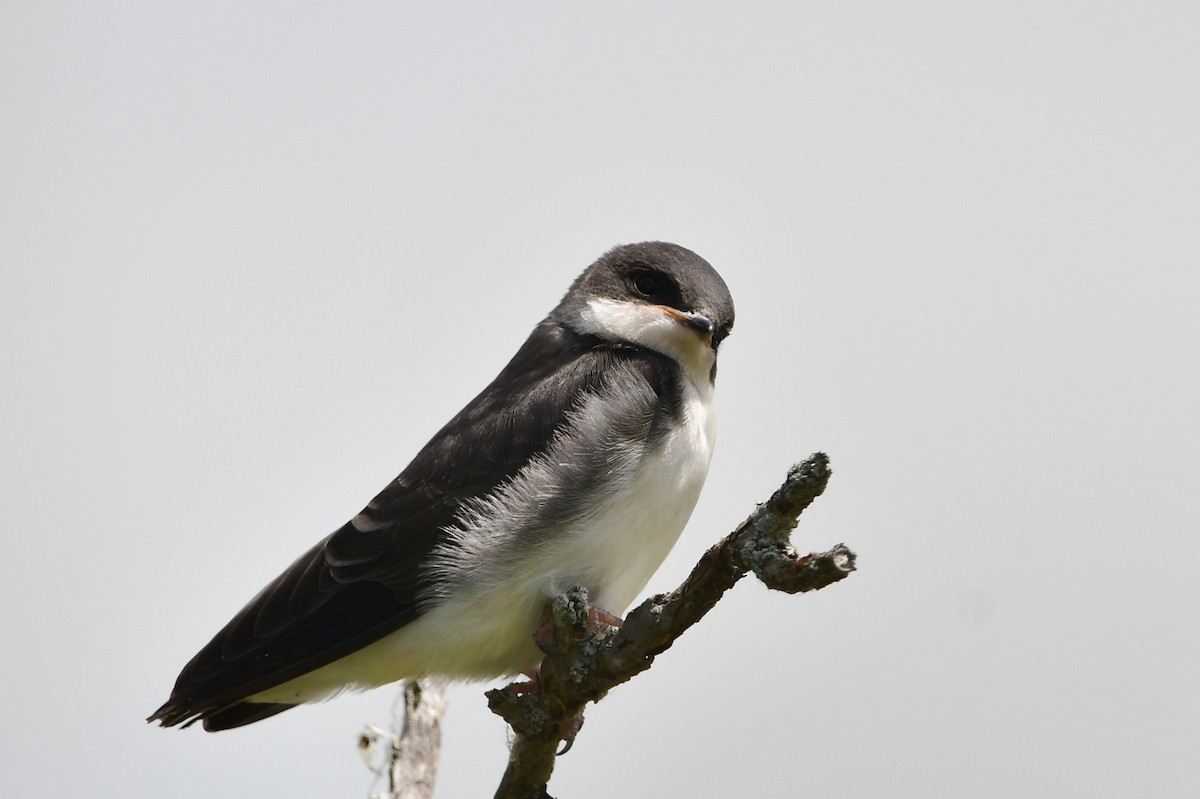 Tree Swallow - Michele Chartier