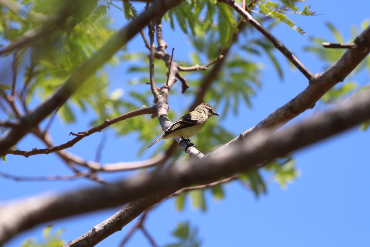 Yellow-crowned Tyrannulet - ML620806420