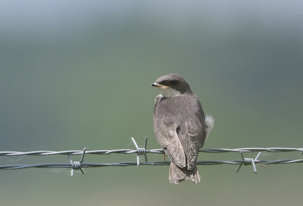 Golondrina Bicolor - ML620806430