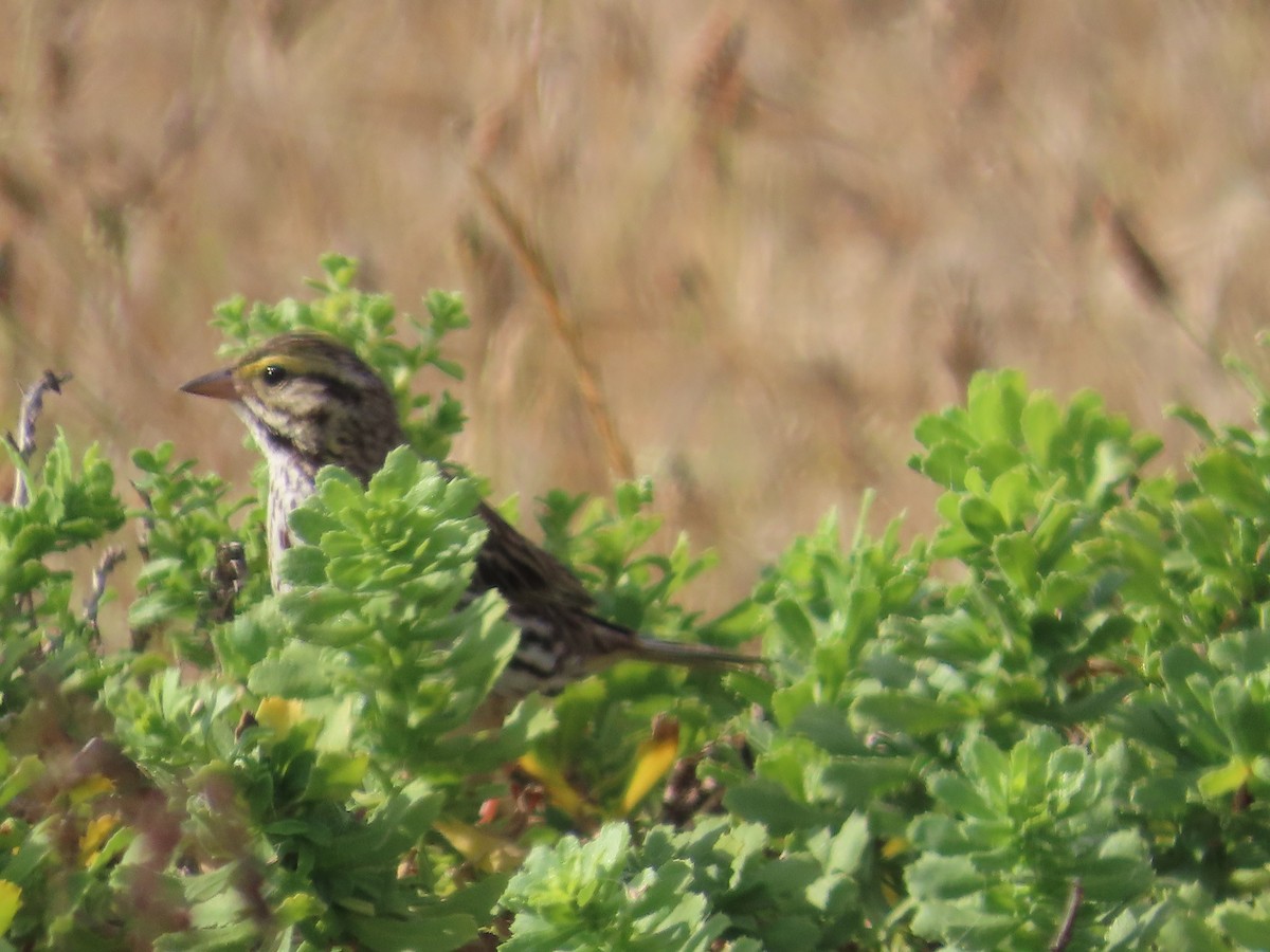 Savannah Sparrow - ML620806434