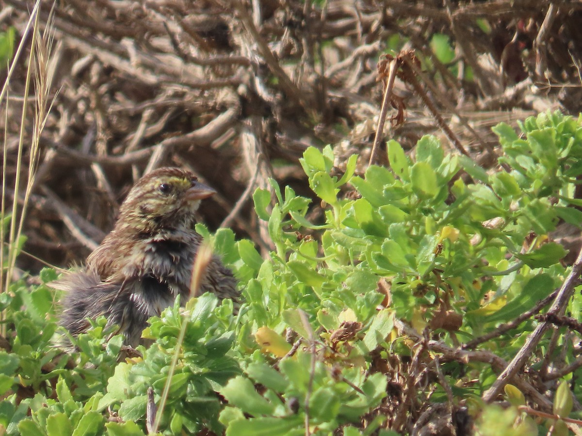 Savannah Sparrow - ML620806435