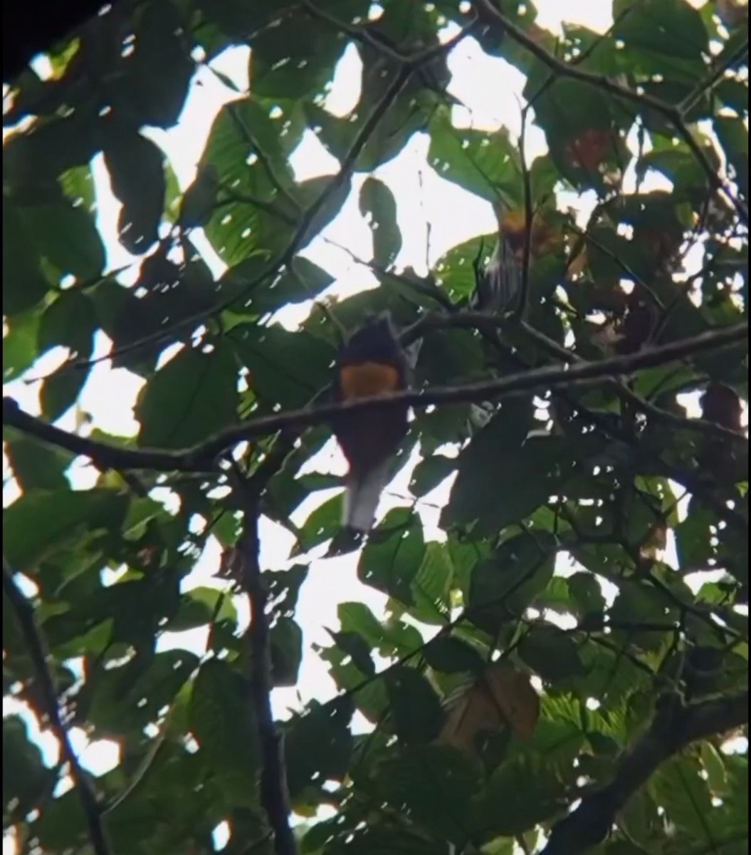White-tailed Trogon - ML620806446
