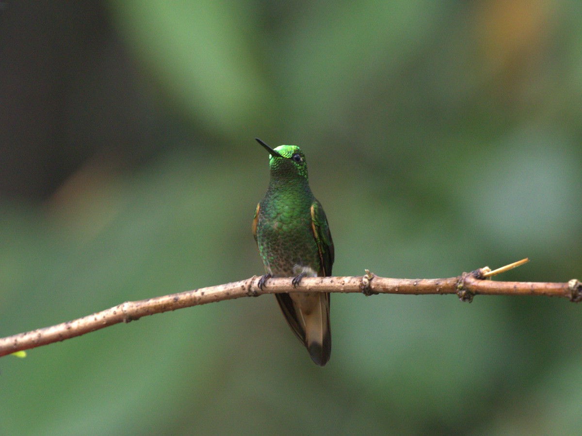 Colibrí Colihabano - ML620806447