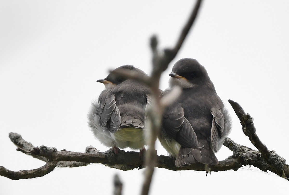 Tree Swallow - ML620806450