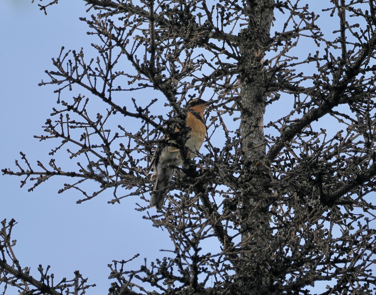 Varied Thrush - ML620806452