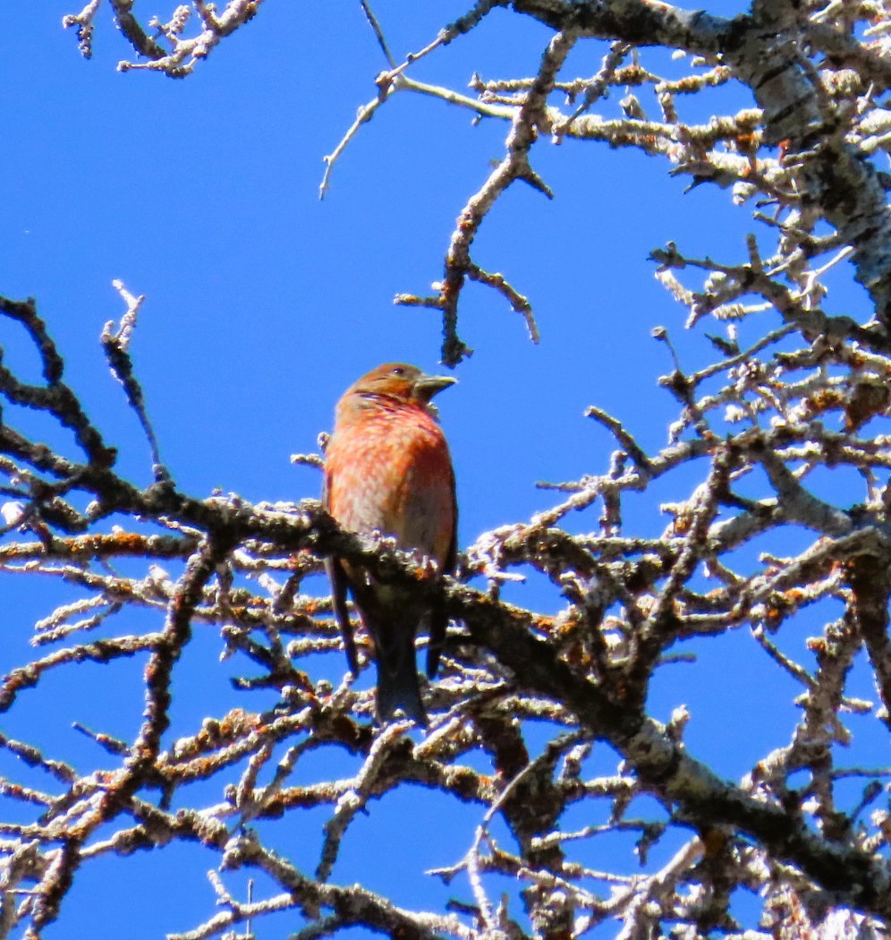 Red Crossbill - ML620806454