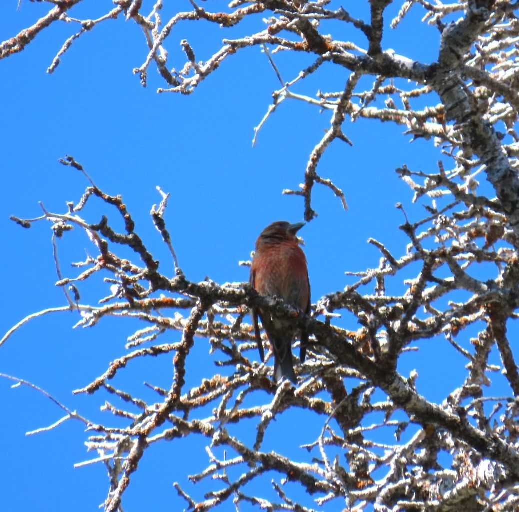 Red Crossbill - ML620806455