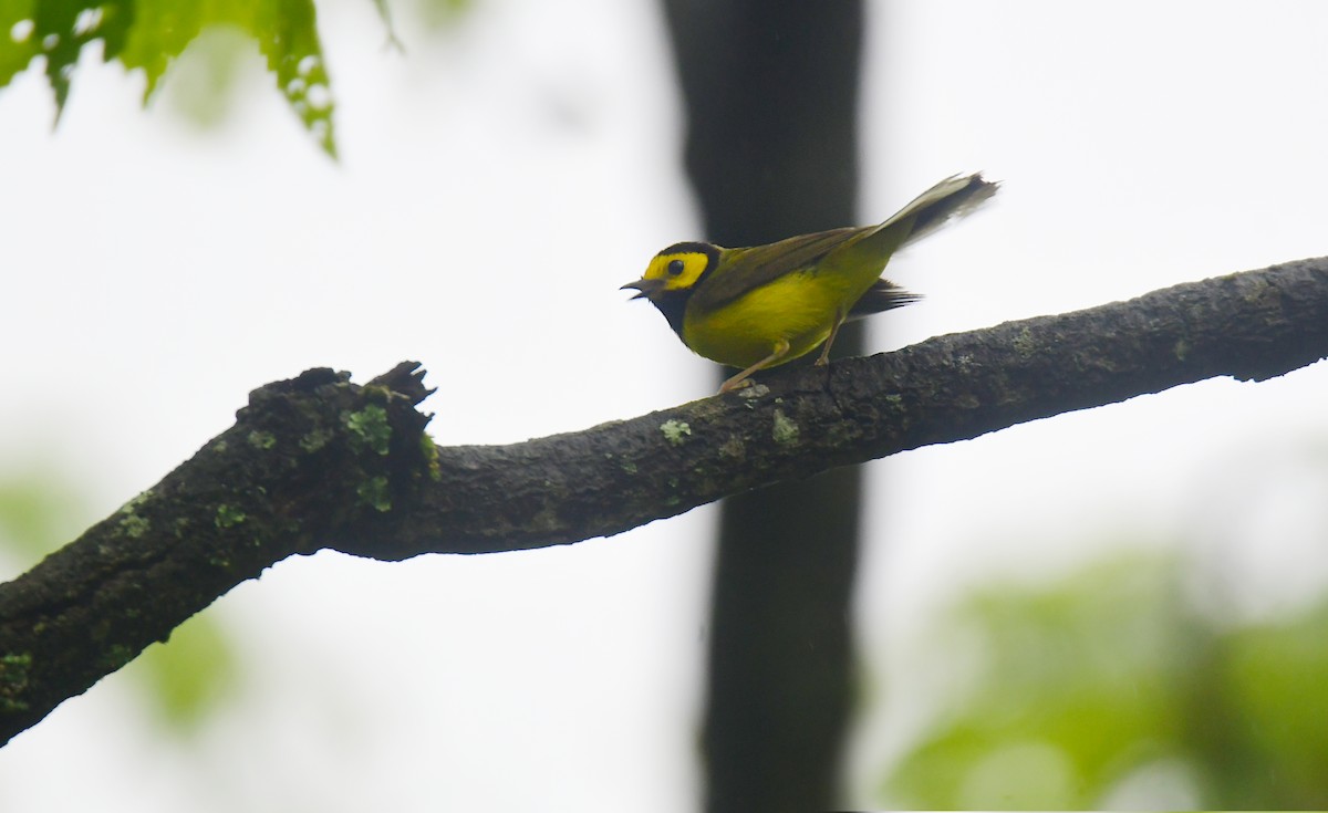 Hooded Warbler - ML620806456