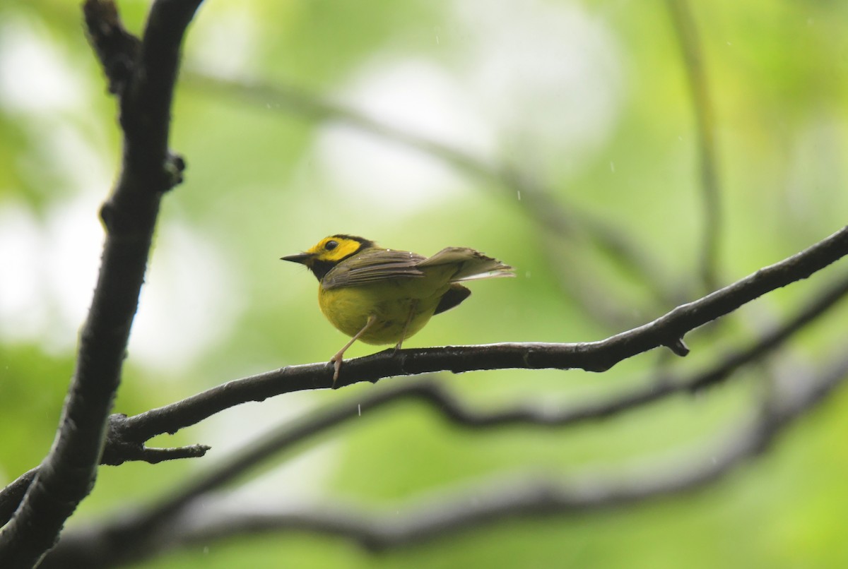 Hooded Warbler - ML620806458