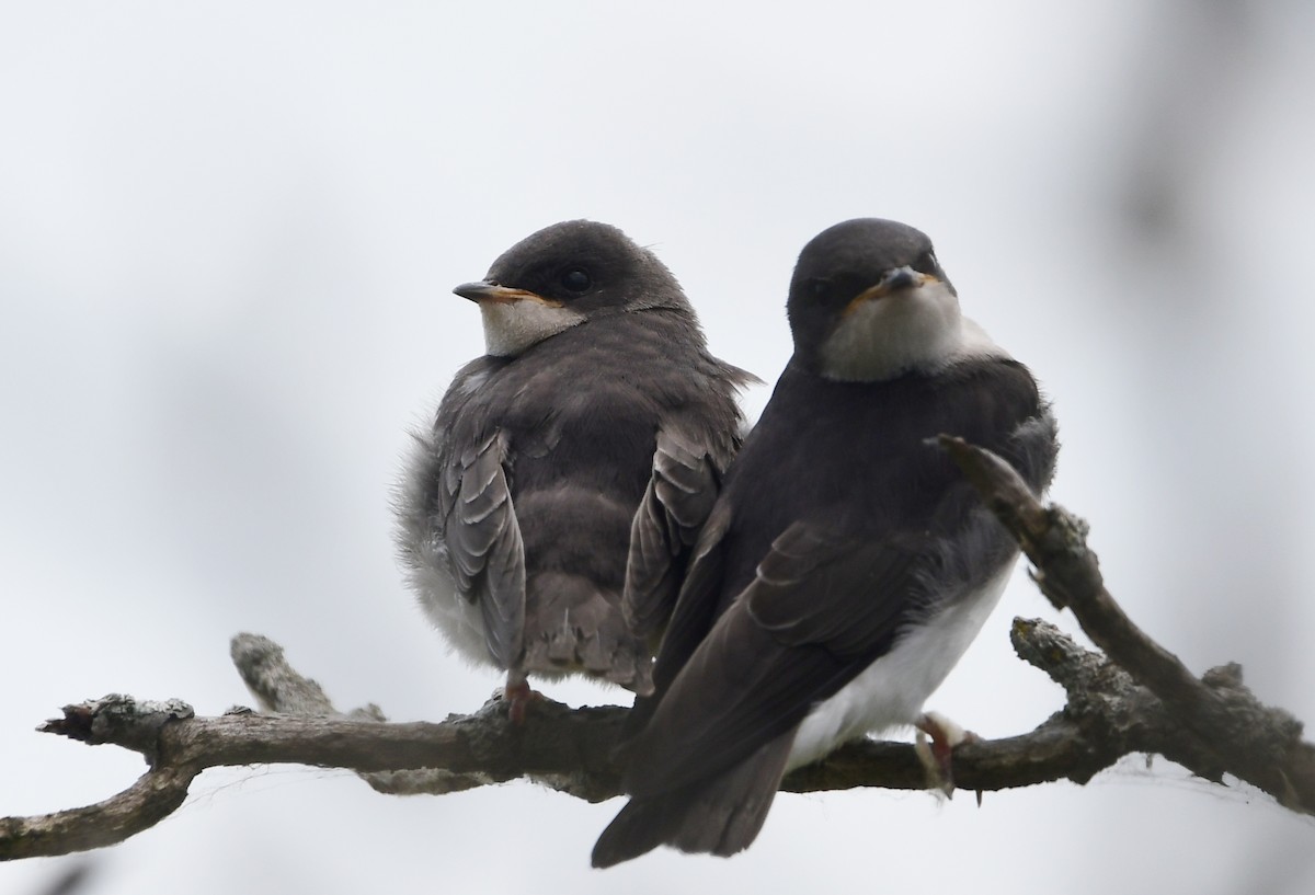 Tree Swallow - ML620806459