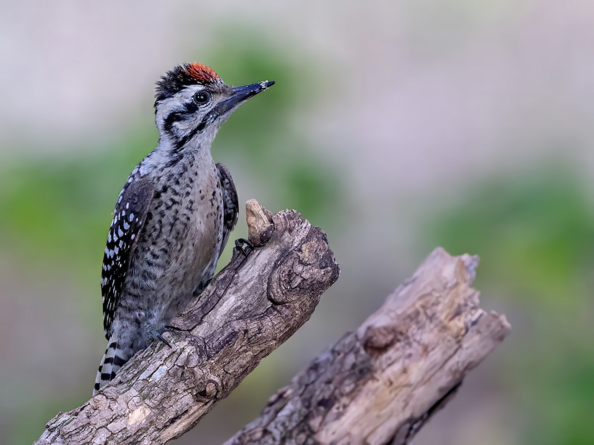 Ladder-backed Woodpecker - ML620806461