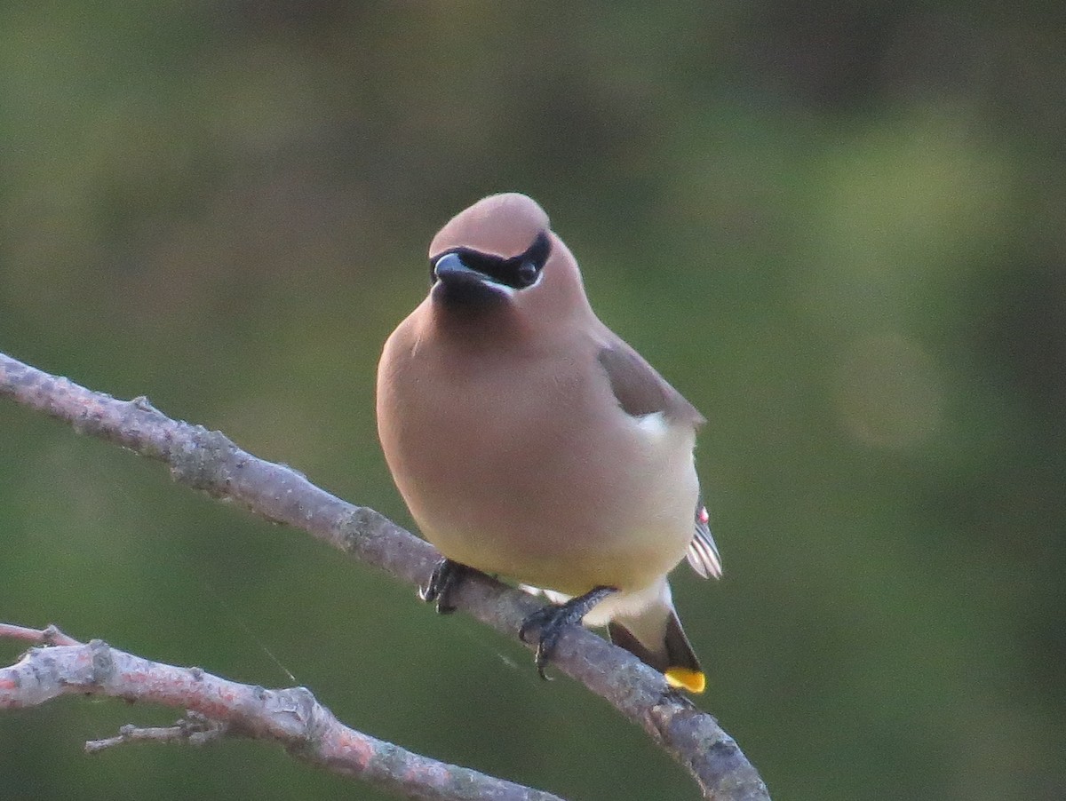 Cedar Waxwing - ML620806463