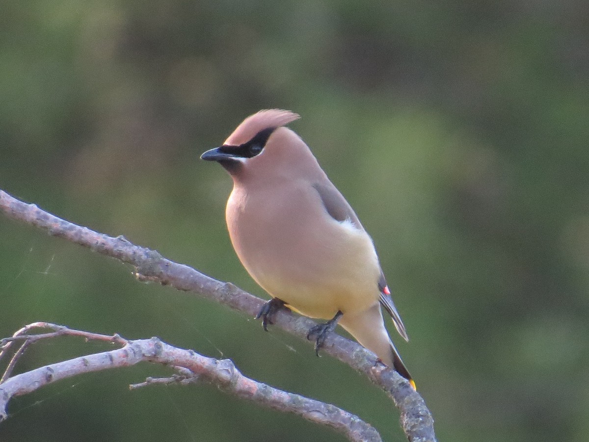 Cedar Waxwing - ML620806464