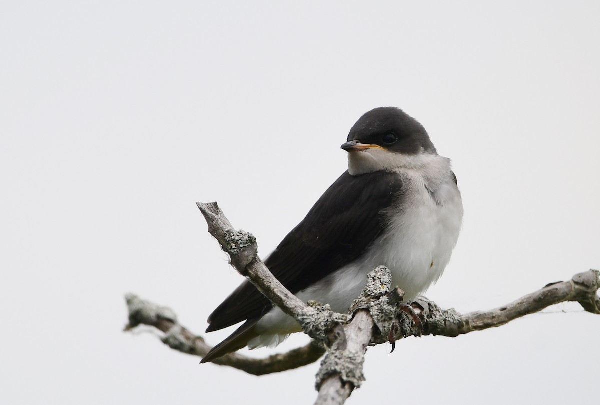 Tree Swallow - ML620806466