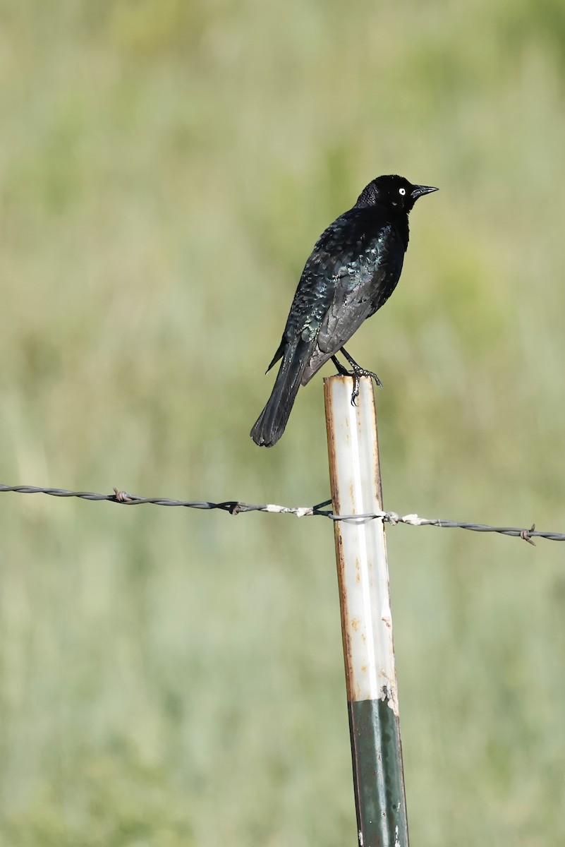 Brewer's Blackbird - ML620806467