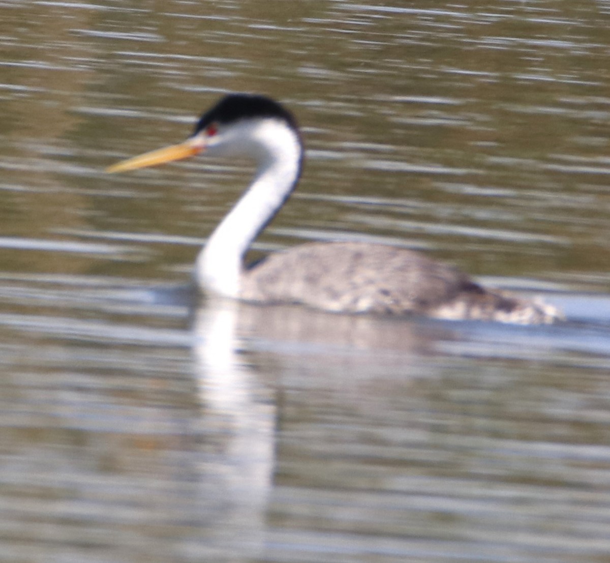 Clark's Grebe - ML620806468