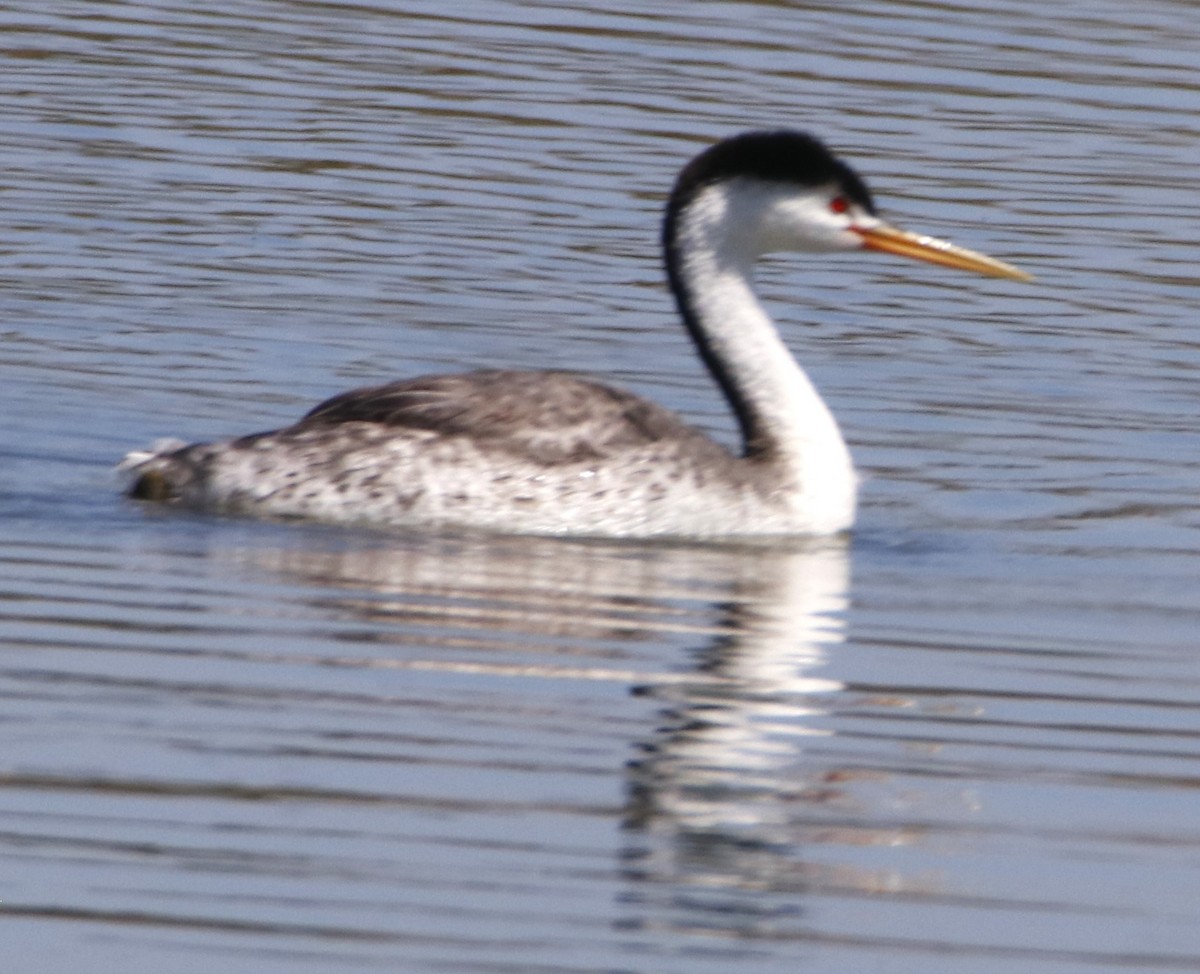 Clark's Grebe - Barry Spolter