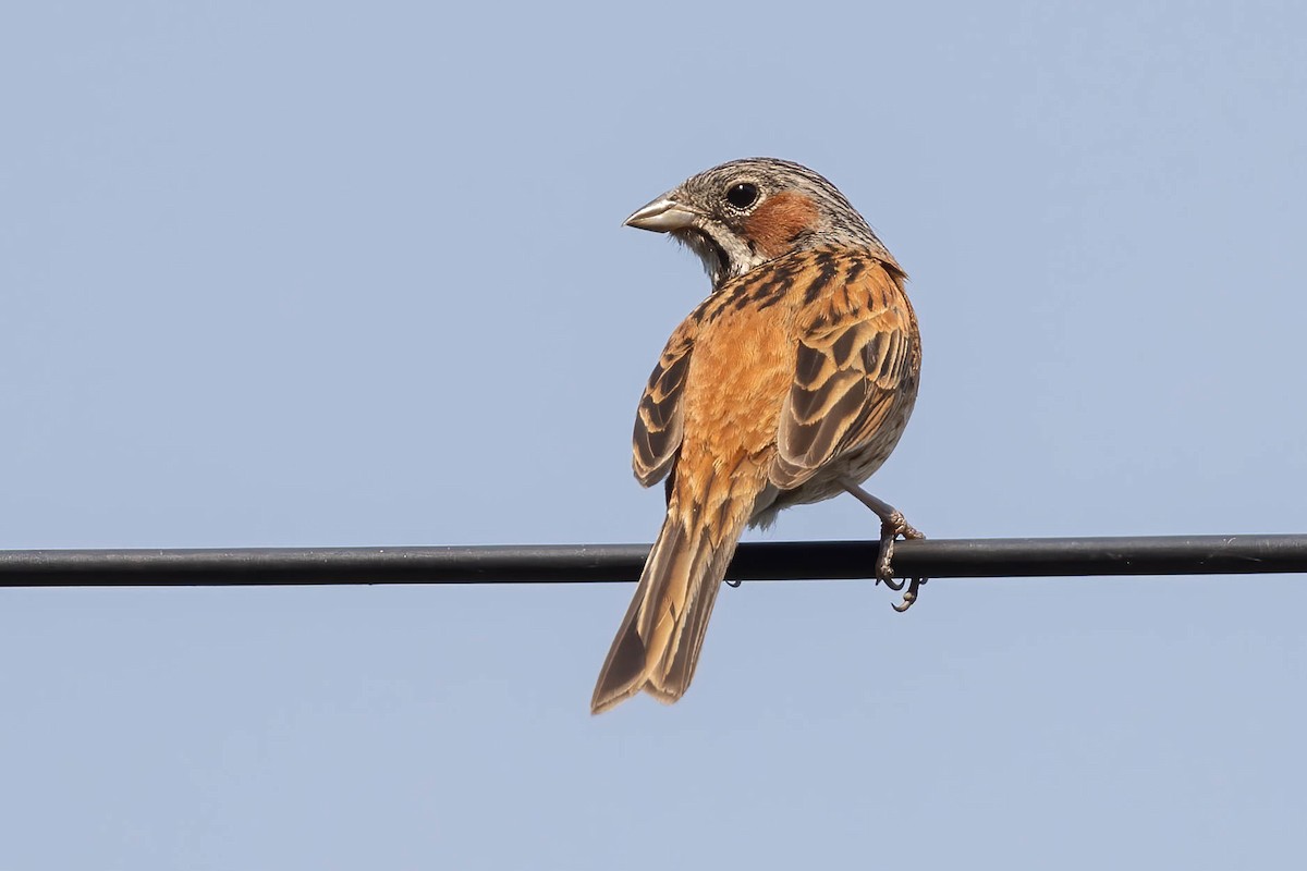 Chestnut-eared Bunting - ML620806474