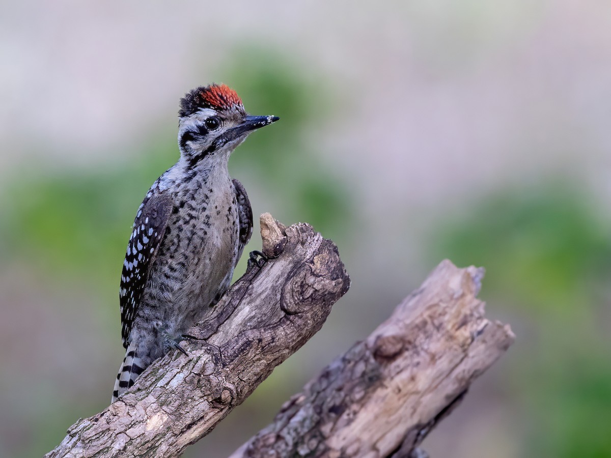 Ladder-backed Woodpecker - ML620806475