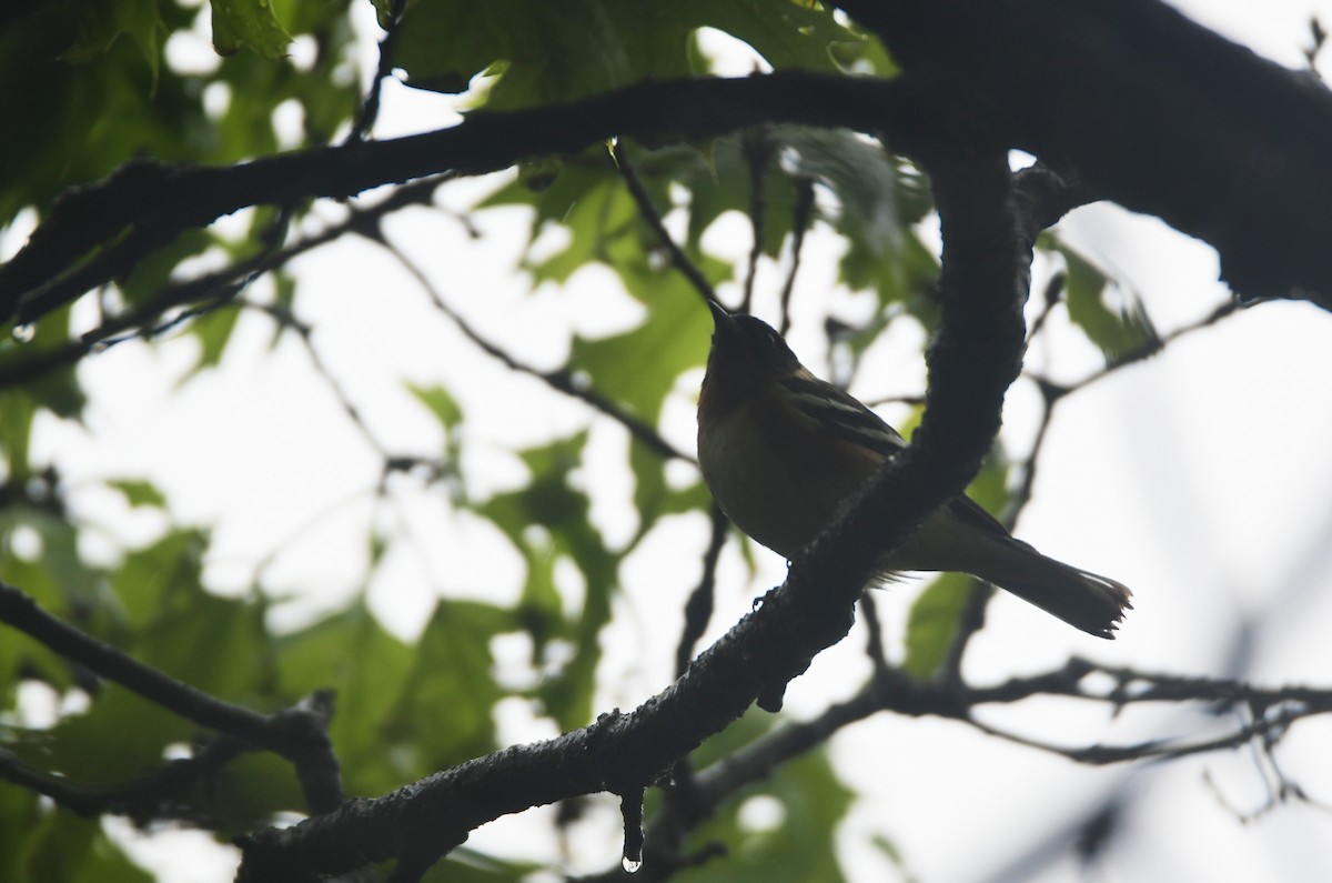 Bay-breasted Warbler - ML620806476