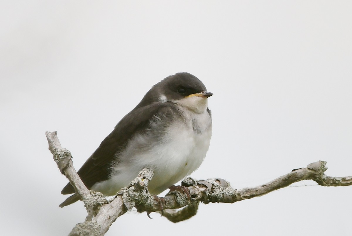 Tree Swallow - ML620806484