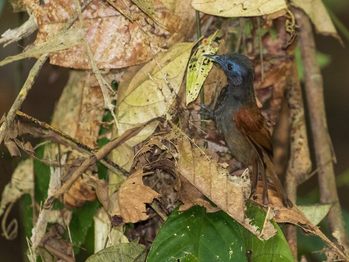 Gray-hooded Babbler - ML620806485