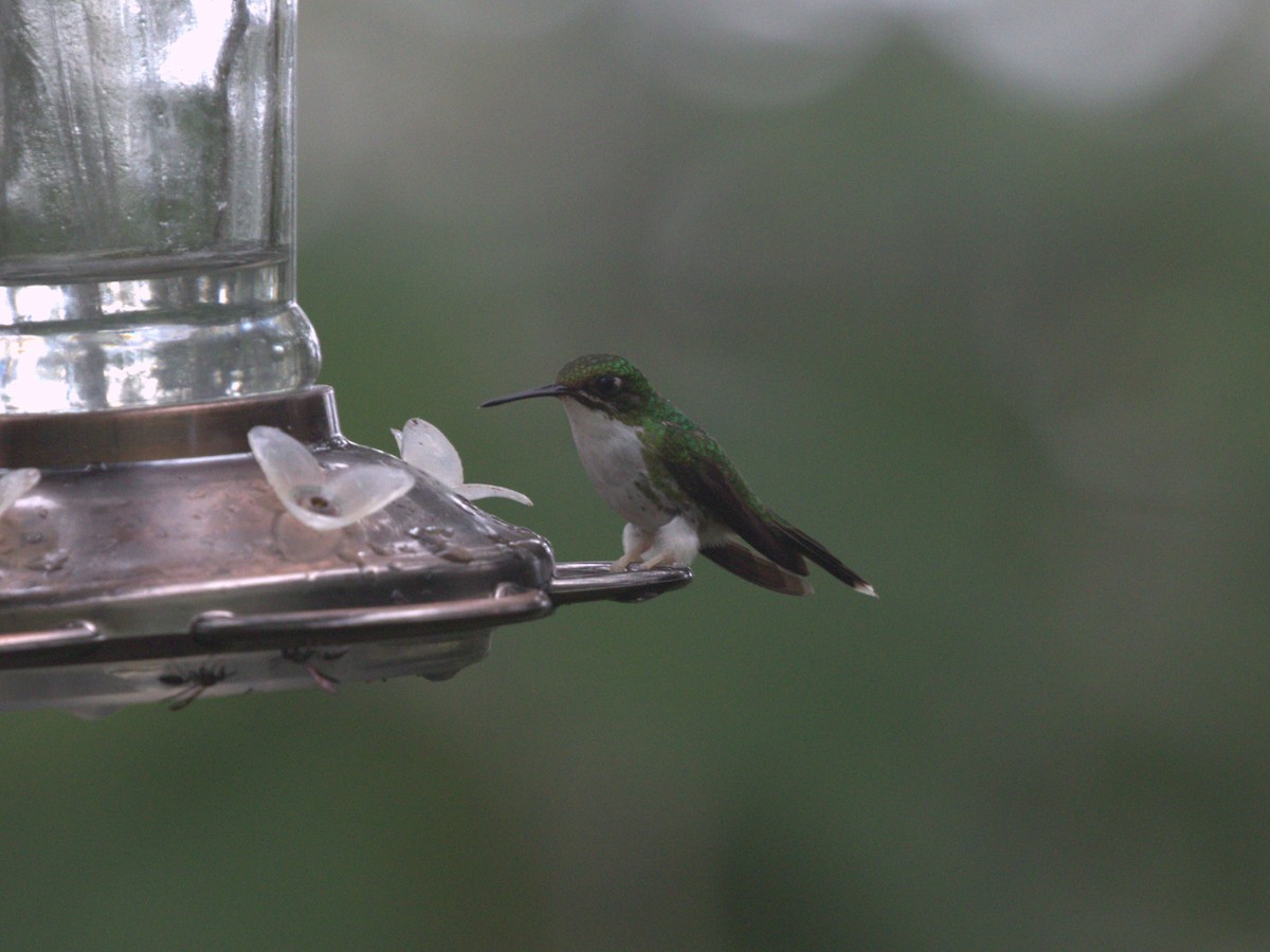 Colibrí de Raquetas Faldiblanco - ML620806487