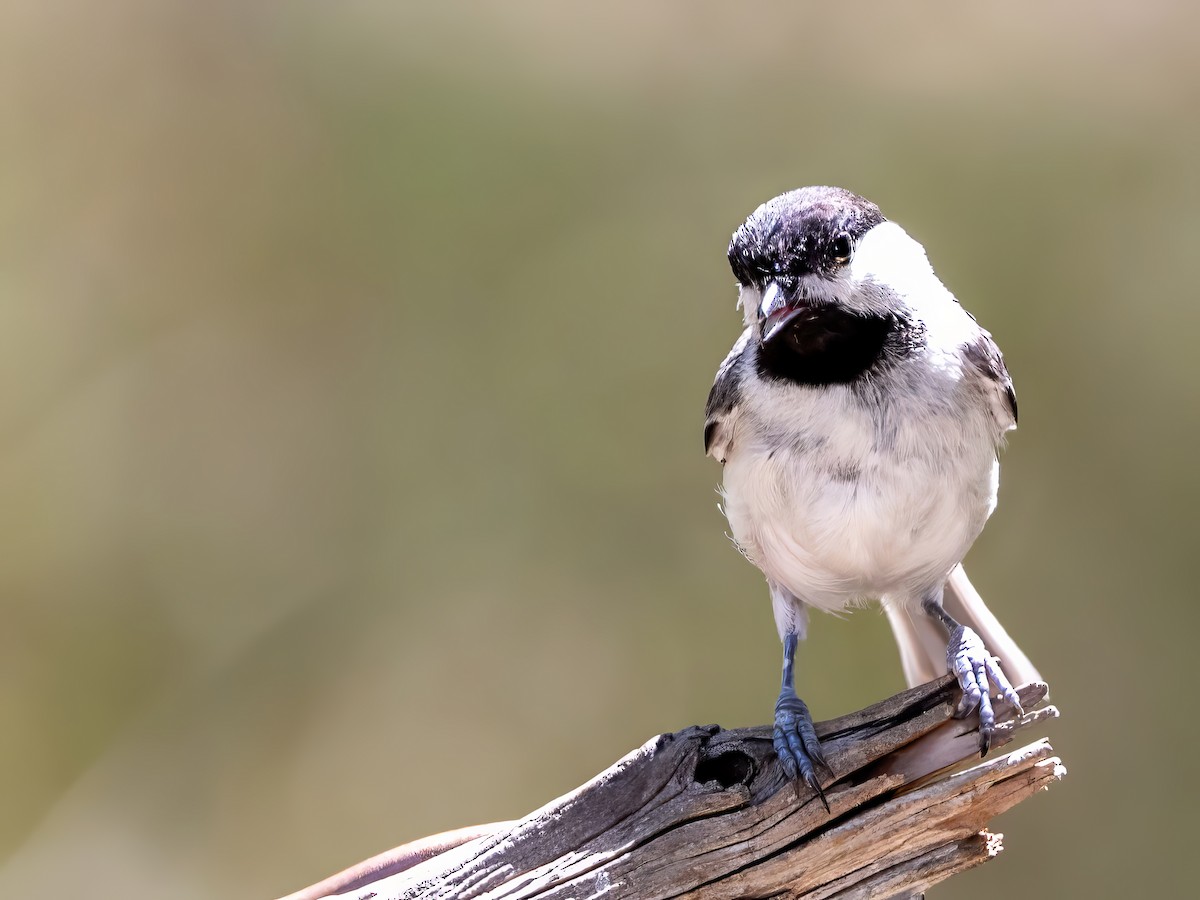 Carolina Chickadee - ML620806488