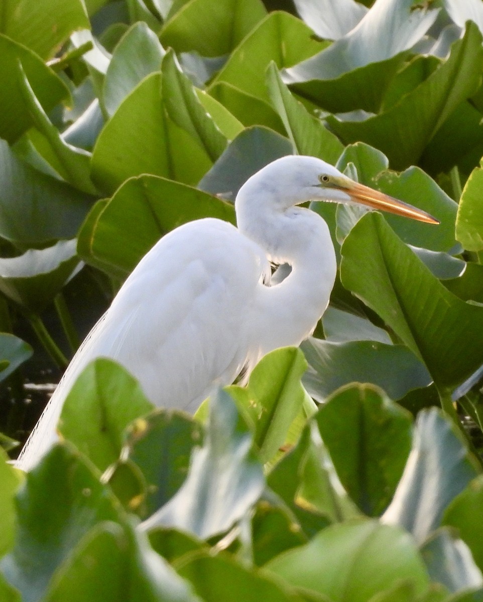 Great Egret - ML620806491