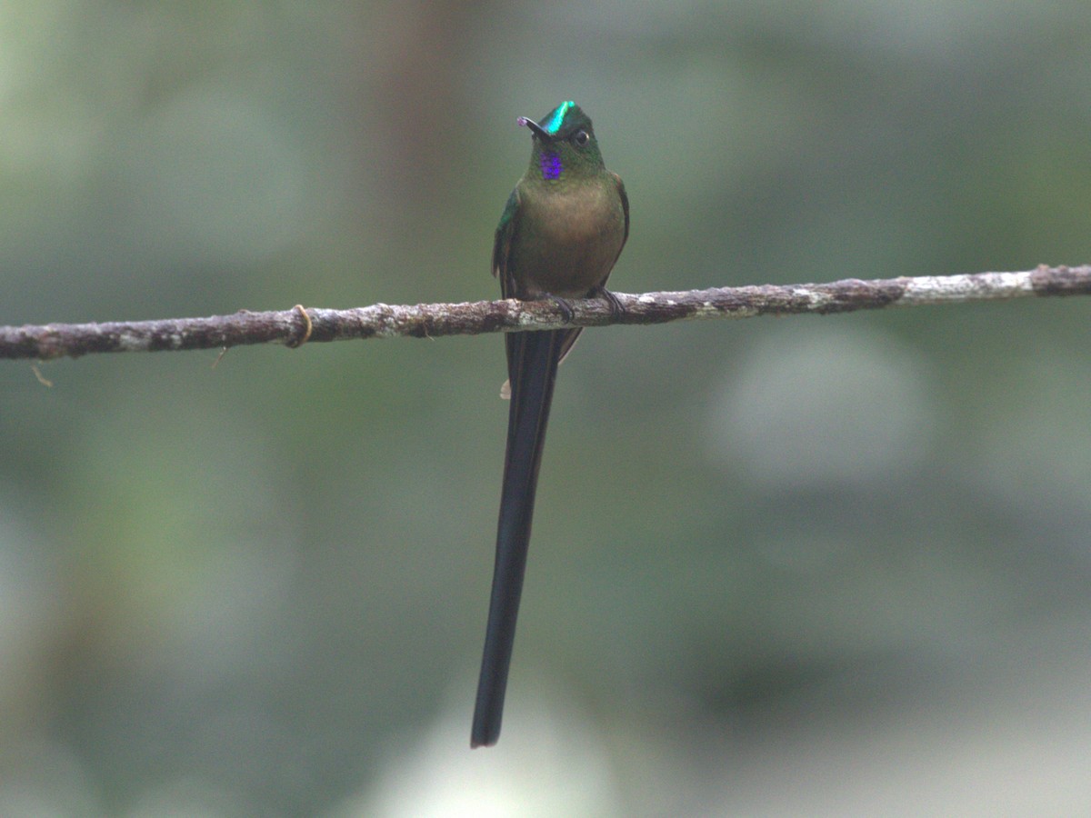 Violet-tailed Sylph - ML620806503