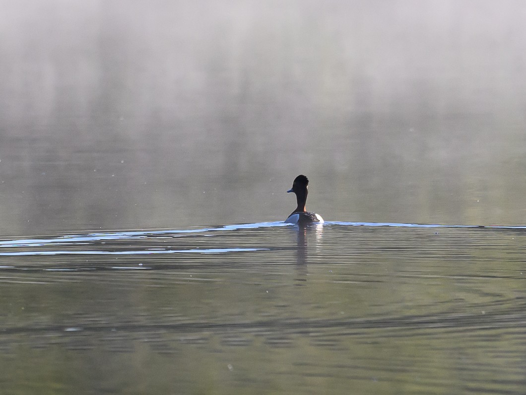 Ring-necked Duck - ML620806506